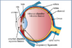 covid-19 risk from viruses entering eyes