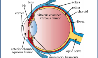covid-19 risk from viruses entering eyes