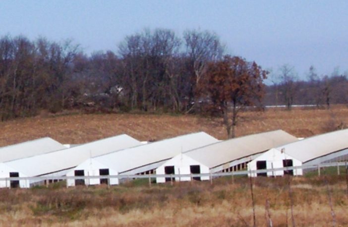 proof of spread between minks and humans