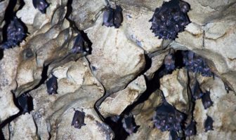 bats are not to blame for the coronavirus