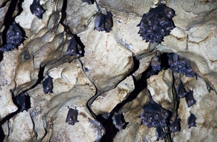 bats are not to blame for the coronavirus