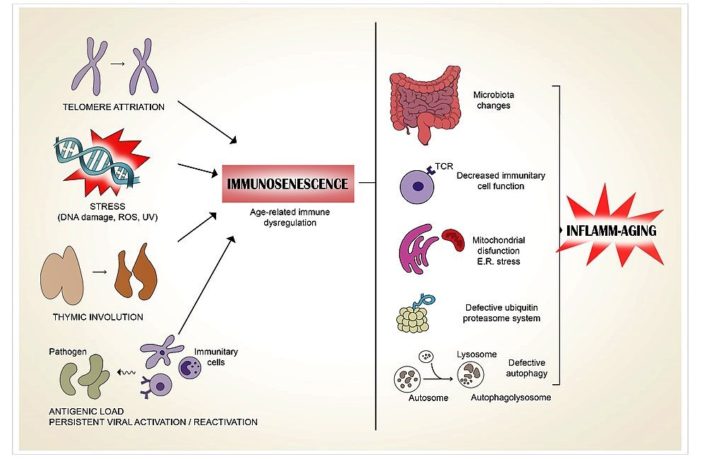 why older people are harder to vaccinate