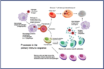 severe symptoms and enduring antibodies