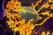 the coronavirus can be spread in particles
