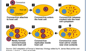 why the coronavirus is so deadly effective
