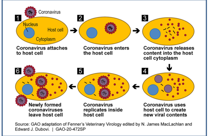 why the coronavirus is so deadly effective