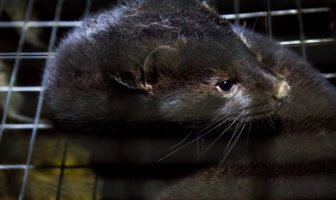 denmark locked down as mink cases surge