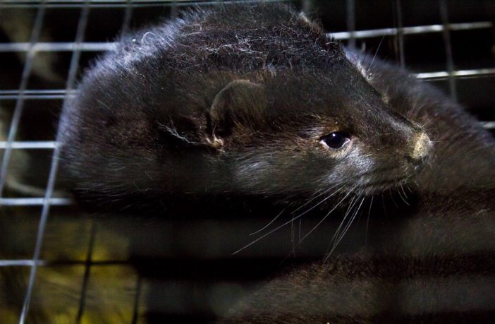denmark locked down as mink cases surge