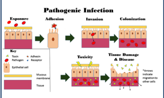 covid-19 is most infectious in early stages