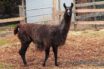 llama nano bodies