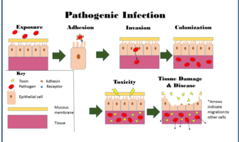 hiv research adds to our covid understanding