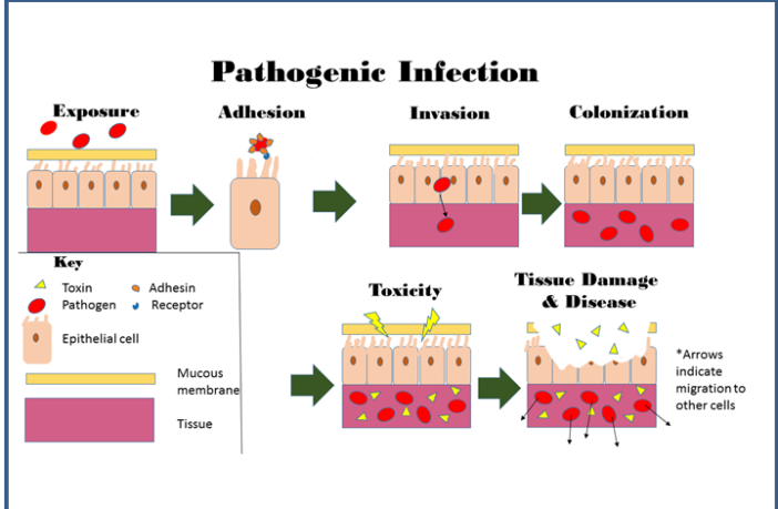 hiv research adds to our covid understanding