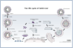 what should happen if we rebooted covid