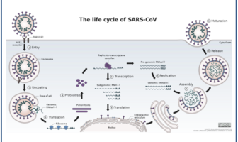 what should happen if we rebooted covid