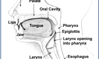 covid may start in the mouth