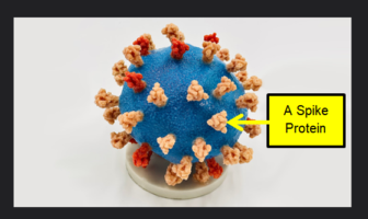 what the UK variant of coronavirus reveals