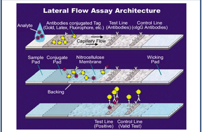 lateral flow testing under the spotlight