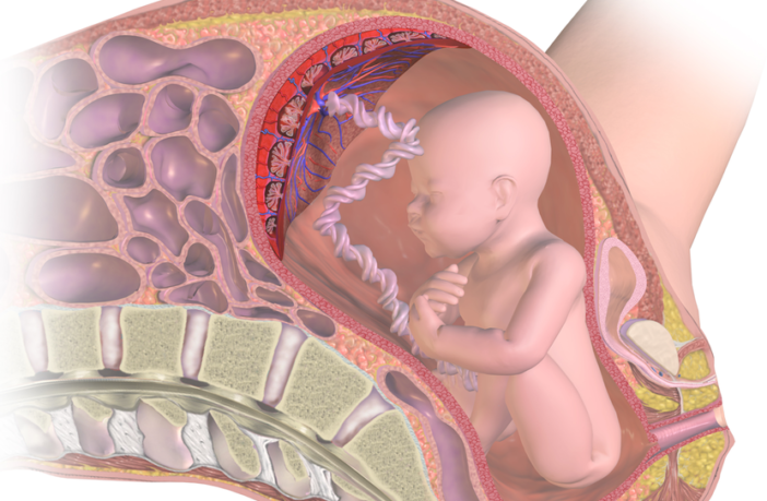 virus transmitted to baby in mother’s womb