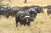 us herd immunity could be by q3 or q4 2021