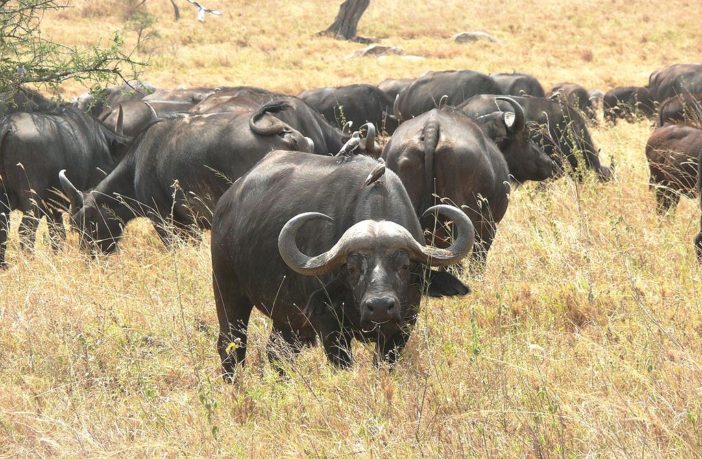 us herd immunity could be by q3 or q4 2021