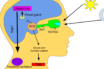 melatonin sleep aid could slow covid down