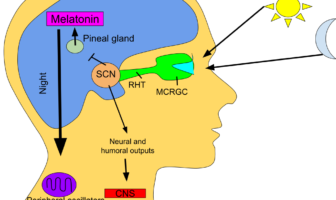 melatonin sleep aid could slow covid down