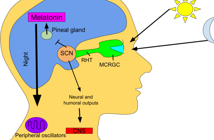 melatonin sleep aid could slow covid down