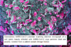 niaid-sponsored study of covid-19 in kids