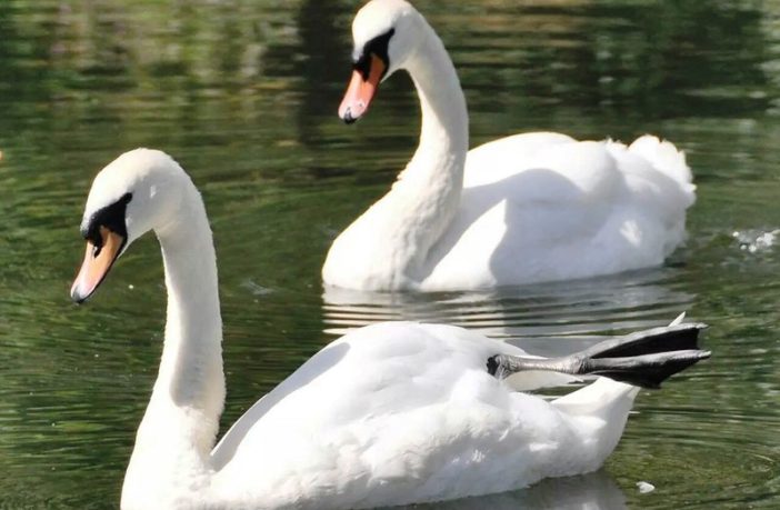 haircut at home ended 60 years of happiness