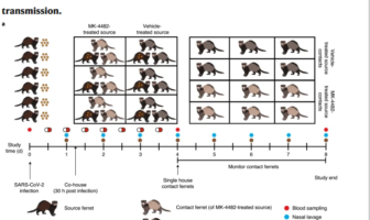monulparivir could stop the virus