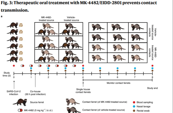 monulparivir could stop the virus