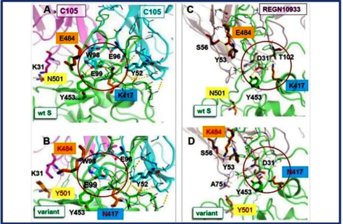 fauci concerns about the south african strain
