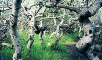 new covid strains in south africa and brazil