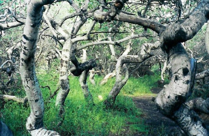 new covid strains in south africa and brazil