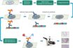 recombinant antigens for mutation N501Y