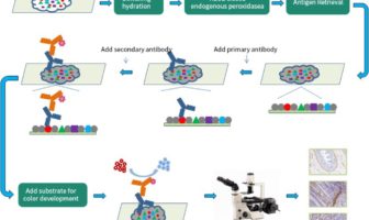 recombinant antigens for mutation N501Y