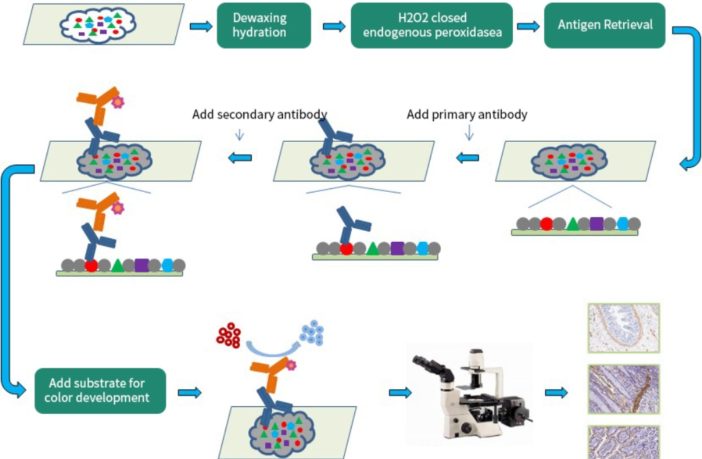 recombinant antigens for mutation N501Y