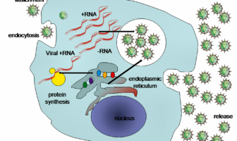 unique covid variants in columbus ohio