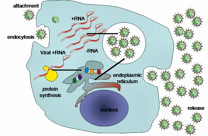 unique covid variants in columbus ohio