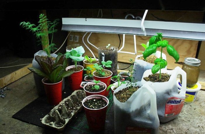 preparing your immune system for covid-19