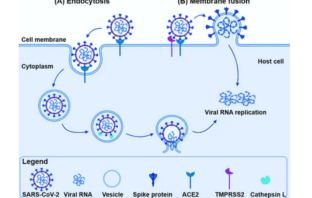 battles between spike proteins and viruses