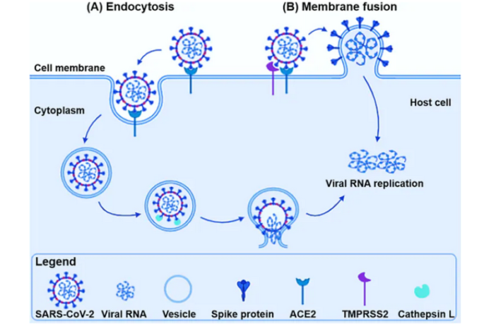 battles between spike proteins and viruses