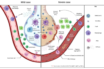 how long we are immune after covid