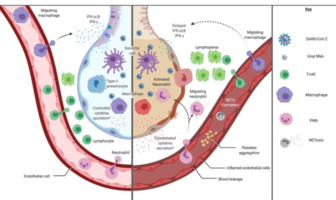 how long we are immune after covid