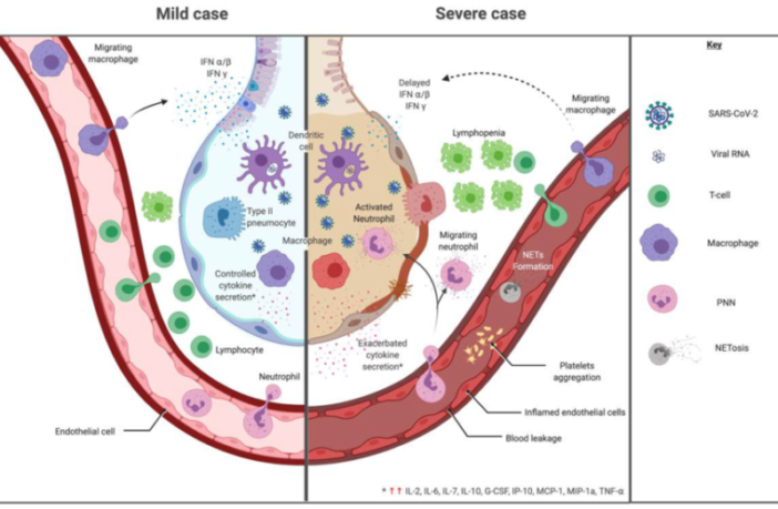 how long we are immune after covid