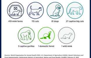 uk variant b.1.1.7 in two texas pets