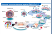 the coronavirus reinfection rate