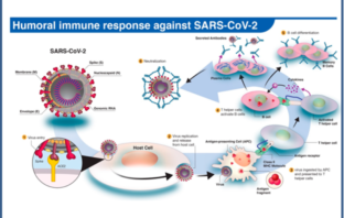 the coronavirus reinfection rate