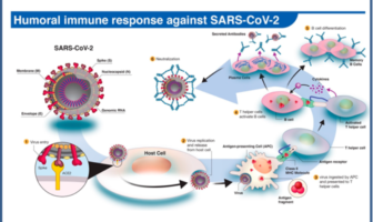 the coronavirus reinfection rate