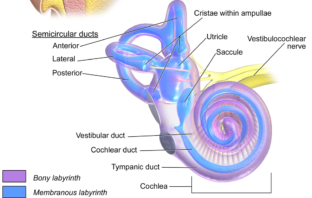 covid hearing loss